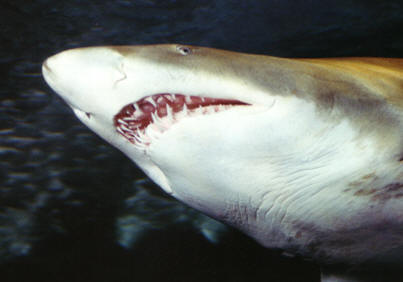 Shark fish uzopedia